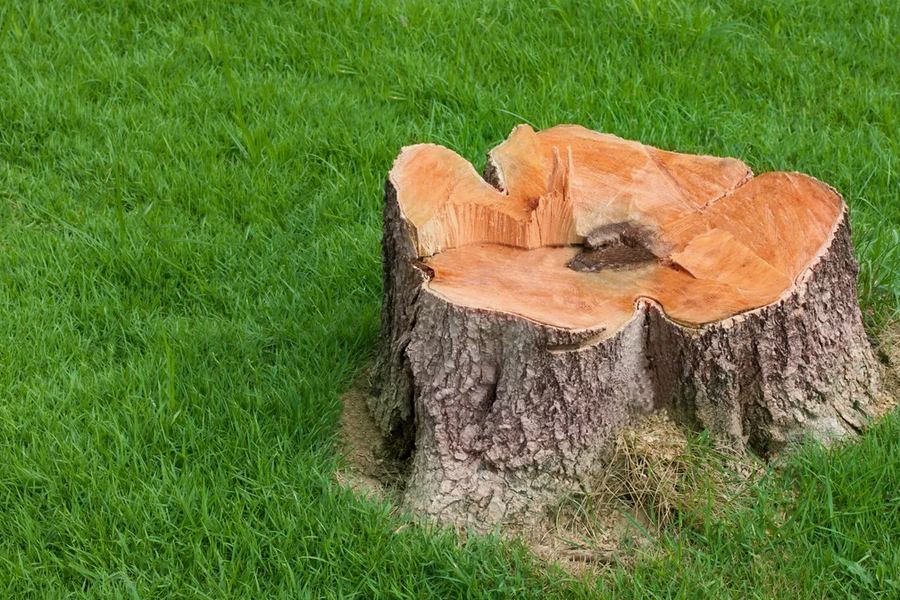 Ground stump and fresh chips in a Donelson, TN yard